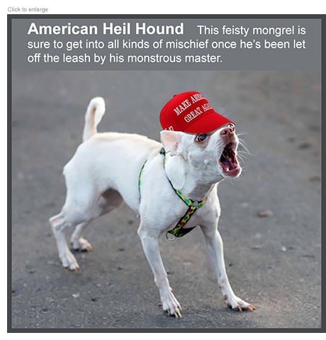 Satirical photo-illustration of a yappy  little white dog wearing a red MAGA hat that represents a  January 6th criminal pardoned by Trump. The caption reads: American Heil Hound:  This feisty mongrel is sure to get into all kinds of mischief once he's been let off the leash by his monstrous master.