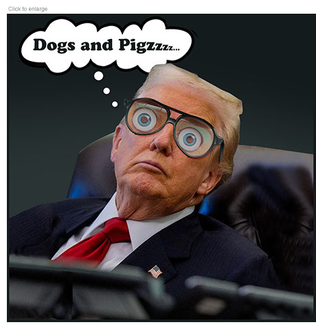 Satirical photo-illustration showing  a napping President Trump slumped in a chair wearing joke eyeglasses with cartoonish blue eyes printed on them to make him appear awake as a thought balloon above him shows the favorite insults he's dreaming of: ’Dogs and Pigzzzz…’