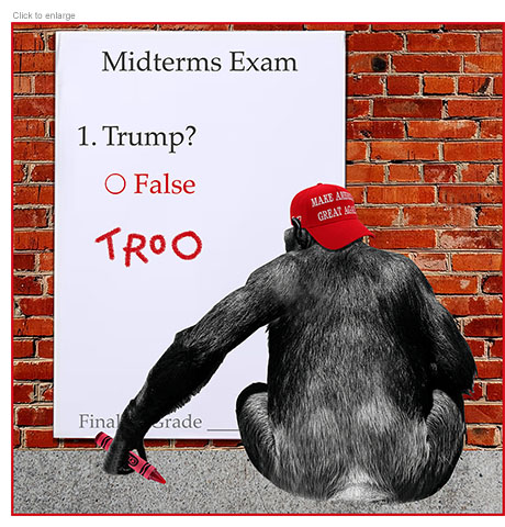 Satirical cartoon about the 1/3 of US voters who support President Trump in national polls heading into the 2026 midterm elections shows a camp in a MAGA cap seen from behind with a red crayon on his hand as he sits on the ground facing a brick wall. On the wall is affixed a large sheet of paper labeled MidtermExam with on one question on it –– 1. Trump? –– with a circle to be filled in next to False. The ape has scrawled in TROO below that. At the bottom of the page is a blank space for Final Grade.